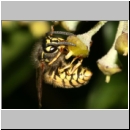 Vespula vulgaris - Gemeine Wespe 08b am Efeu.jpg
